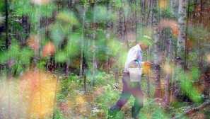 Ugriz klopa. Kaj storiti